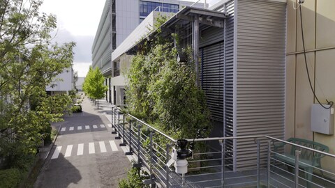 Vor einer Fassade wachsen Kletterpflanzen.