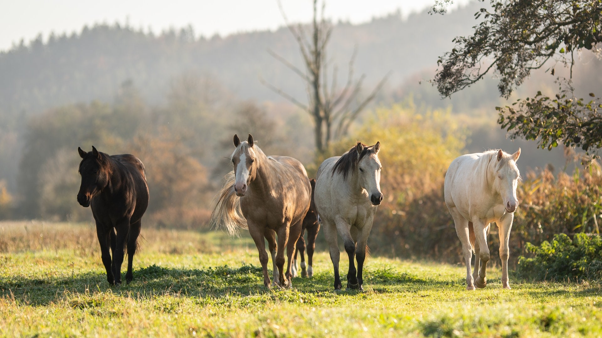 "Kein schönes Thema" - Führt Wolfschlugen eine Pferdesteuer ein?