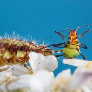 Eine Florfliege frisst eine erbeutete Blattlaus: Nützlinge wie Schlupfwespen oder Fadenwürmer erobern sich auch in der industriellen Landwirtschaft einen Platz als biologische Alternative zu chemisch-synthetischen Spritzmitteln.