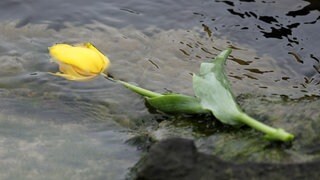 Eine Tulpe schwimmt auf dem Wasser. Künftig dürfen Angehörige in Rheinland-Pfalz ihre Toten auch in Flüssen bestatten.