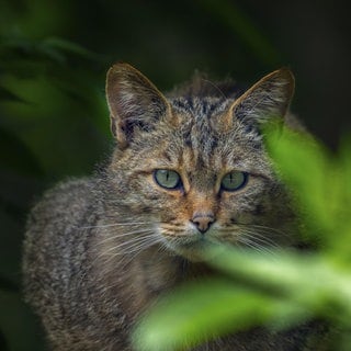Europäischen Wildkatze (Felis silvestris) späht beim Anschleichen im Dickicht in der Abenddämmerung durch das Laub eines Busches: Die Wildkatze braucht naturbelassene Wälder und grüne Korridore, um von einem Waldgebiet ins andere zu gelangen.