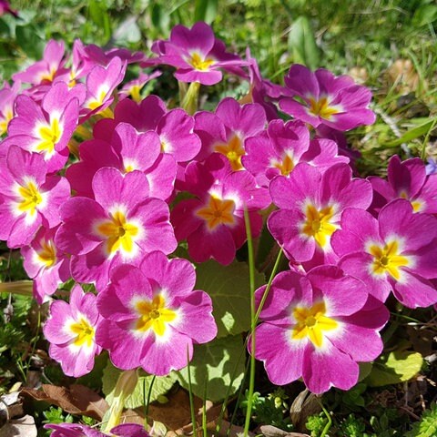 Ein pinke Primel, die Kissenprimel, wächst auf Rasen und blüht.