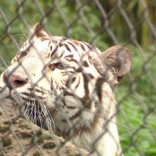 Weißer Tiger in neuem Gehege