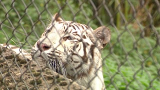 Weißer Tiger in neuem Gehege