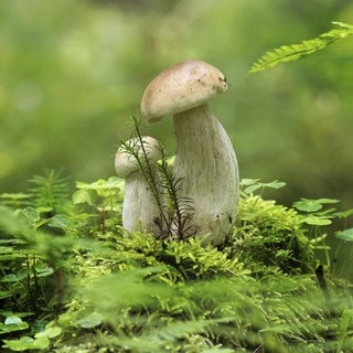 Steinpilz wächst in einer grünen Waldumgebung, umgeben von leuchtendem grünem Moos