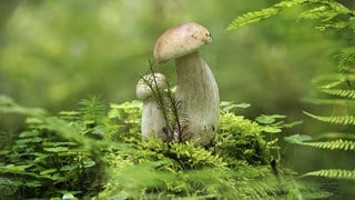 Steinpilz wächst in einer grünen Waldumgebung, umgeben von leuchtendem grünem Moos