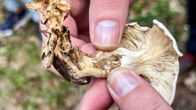 Lässt sich der Stiel wie ein Spargel auseinanderziehen und ist faserig-fleischig, dazu mit weißen Lamellen und einem fest angewachsenen Röckchen versehen, heißt es für Anfänger: Finger weg.