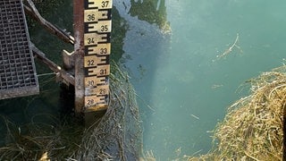 Der Bodenseepegel vor Konstanz ist im August erstmals unter seinen eigenen Wintertiefstand gefallen. 