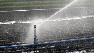 Ein Feld mit jungen Pflanzen muss wegen der anhaltenden Hitze bewässert werden (Symbolbild). Wegen Hitze und Trockenheit gibt es in der Südpfalz weniger Grundwasser.