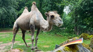 Mehr Futter bitte! Das WM-Orakel ist bereit für das nächste Vorrundenspiel der deutschen Fußball-Nationalmannschaft gegen die Elfenbeinküste. 
