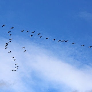 Zugvögel