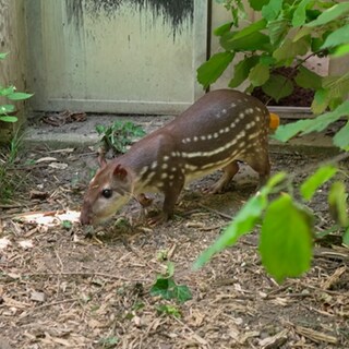 Ein Paka aus dem Zoo Karlsruhe.