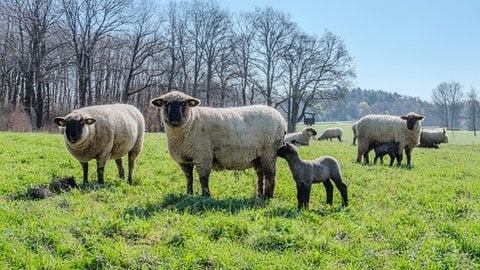 Die Blauzungenkrankheit hat auch bei den Schafen zu Problemen geführt. Es wurden kaum Osterlämmer geboren.