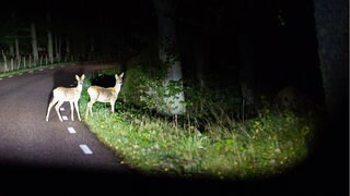 Wildwechsel sind eine Gefahr im Straßenverkehr.