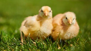 Hühnerküken (Gallus Domesticus) auf einer Wiese. Symbolfoto.
