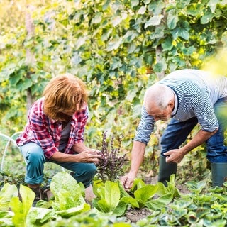 Eine Frau und ein Mann stehen im Garten und pflücken Kräuter. Kräuter können eine heilende Wirkung haben. Man kann sie auch ganz einfach im eigenen Garten anbauen. 