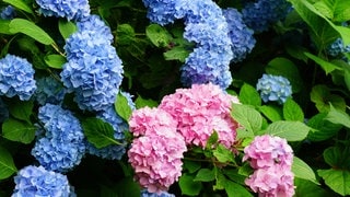 Hortensien in der Blüte
