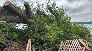 Ein Unwetter hat Anfang September am Bodensee viele Bäume beschädigt - zum Beispiel hier in Überlingen (Bodenseekreis).