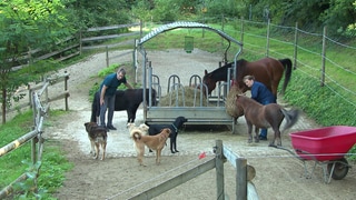 Menschen mit Pferden und Hunden