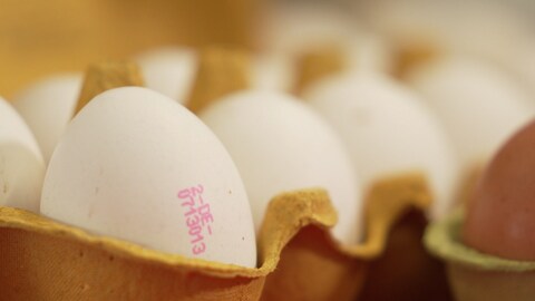 Eier im Karton