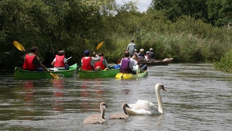 Symbolbild: Kanufahrer paddeln durch die Gewässer des Taubergießen bei Rust, gefolgt von einer Schwanenfamilie, die sich Futter von den Touristen erhofft.