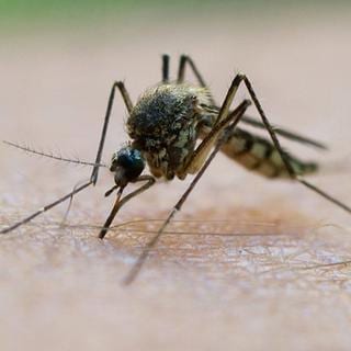 Stechmücke sitzt auf menschlicher Haut und sticht