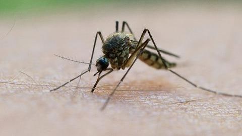 Stechmücke sitzt auf menschlicher Haut und sticht