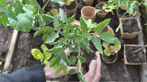 Tomatensetzlinge in Jiffy-Töpfen: Torf wirf für die Energieerzeugung und im Gartenbau verwendet. Für den Klimaschutz will die EU die Verwendung von Torf schrittweise verbieten. Hauptverbraucher wie Deutschland verzögern den Ausstieg.