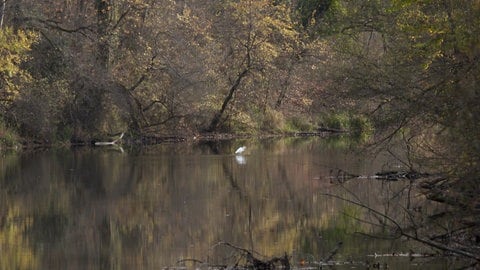 Künstliche Flutungen sollen Pflanzen und Tiere auf mögliche zukünftige Hochwasserereignise vorbereiten und Auwälder sollen sich dadurch weiterentwickeln.