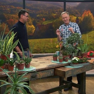 Moderator Martin Seidler mit Sukkulentenexperte Matthias Uhlig im Studio