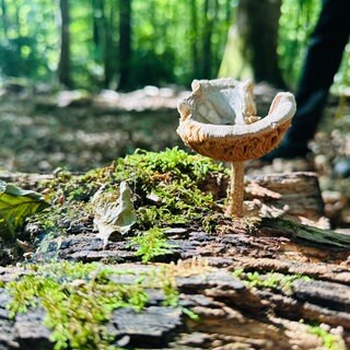 Auf einem bemoosten Baumstumpf wächst ein rehbrauner Dachpilz.