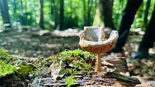 Auf einem bemoosten Baumstumpf wächst ein rehbrauner Dachpilz.