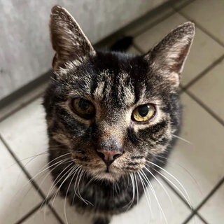 Kater