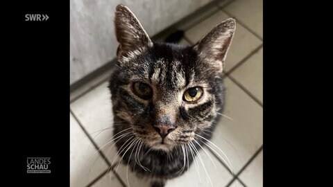 Kater