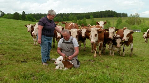 Die Landwirte Obergfell mit ihren Kühen