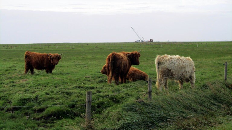 Schottische Hochlandrinder sollen ganzjährig auf der Hallig angesiedelt werden.