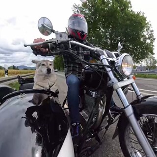 Hund sitzt im Seitenwagen eines Motorradgespanns