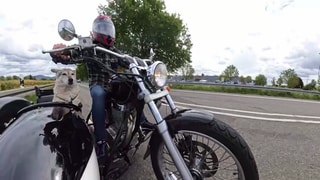 Hund sitzt im Seitenwagen eines Motorradgespanns