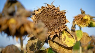 Symbolbild: Vertrocknete, bräunlich gefärbte Sonnenblumen stehen auf einer Ackerfläche. 