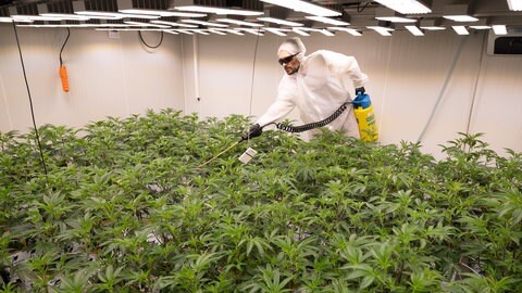 Ein Mitarbeiter düngt die Cannabis-Pflanzen