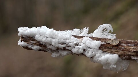Eiswolle in einem Wald in der Eifel