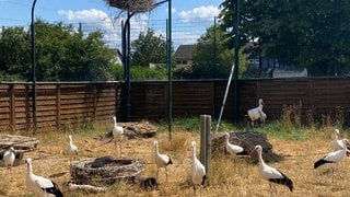 Das Bild zeigt Störche in der Auffangsstation in Bornheim in der Südpfalz