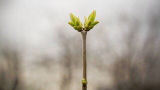 Frischer grüner Asttrieb