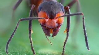 Frontalansicht einer Großen Wiesenameise (Formica pratensis)