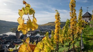 Die Sonne scheint auf Reben in einem Weinberg in der Lage «Bernkasteler Doctor»