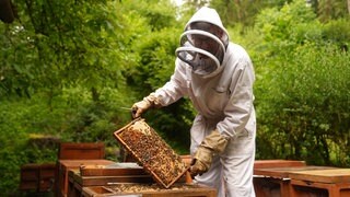Ein Imker holt eine Honigwabe aus einem Bienenstock