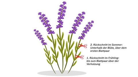 Grafik zum Lavendel