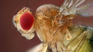 Fruchtfliege (Drosophila melanogaster)