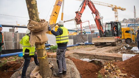 Bäume auf S21-Baustelle