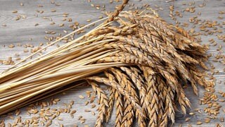 Dinkelähren auf einem Holztisch. Dinkel ist für viele Menschen die erste Wahl bei Brot und Brötchen. Er gilt als gut verträglich und besonders gesund. Stimmt das? Und ist Dinkel gesünder als Weizen?